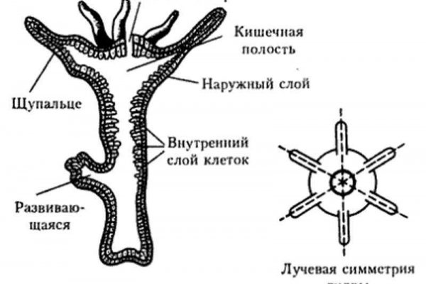 Кракен шоп интернет